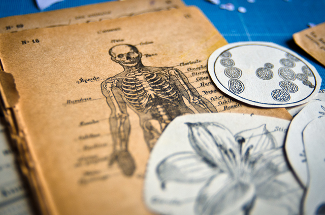 Atelier assuna magnets anatomie
